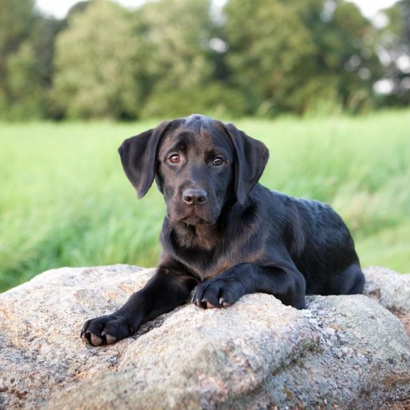 Meet your Posher, muttmomma - Picture 3 of 8